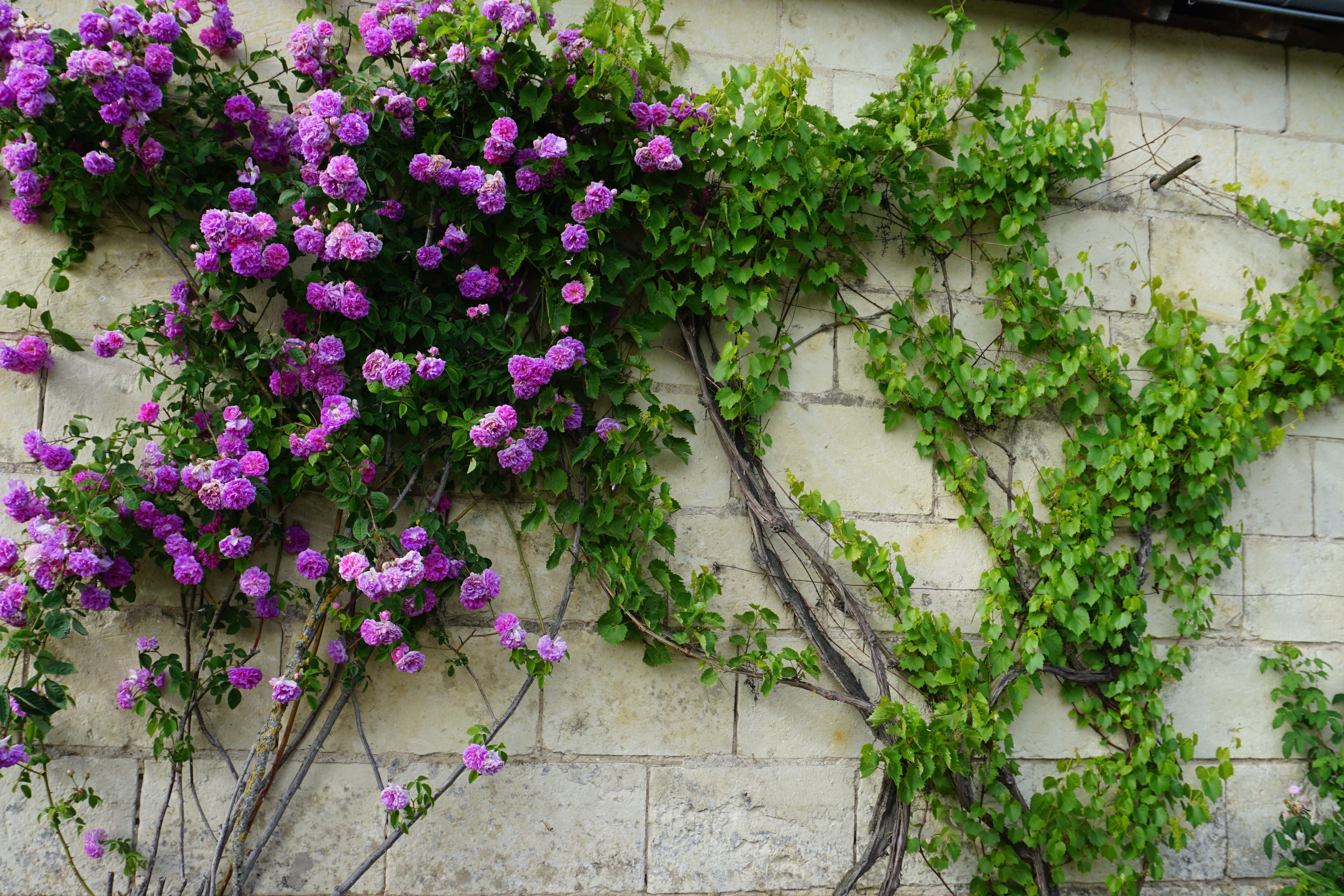 5 PURPLE CLIMBING ROSE Rosa Bush Vine Climber Fragrant Butterfly