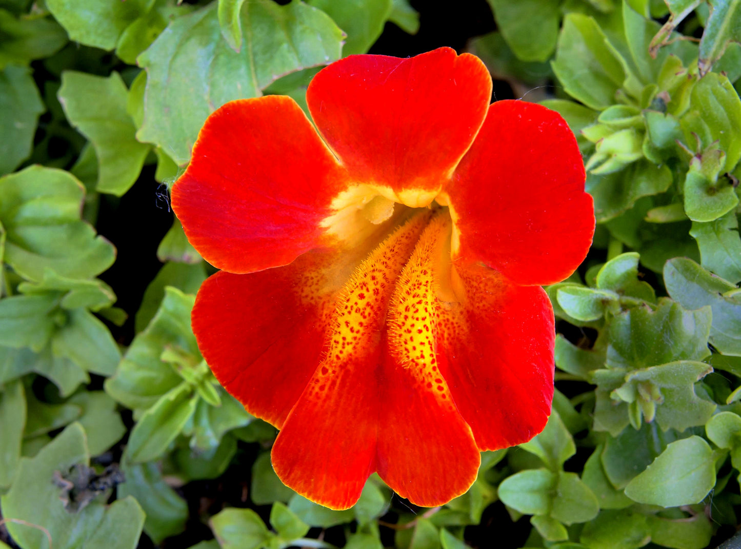 100 Twinkle RED MONKEY FLOWER Mimulus Seeds