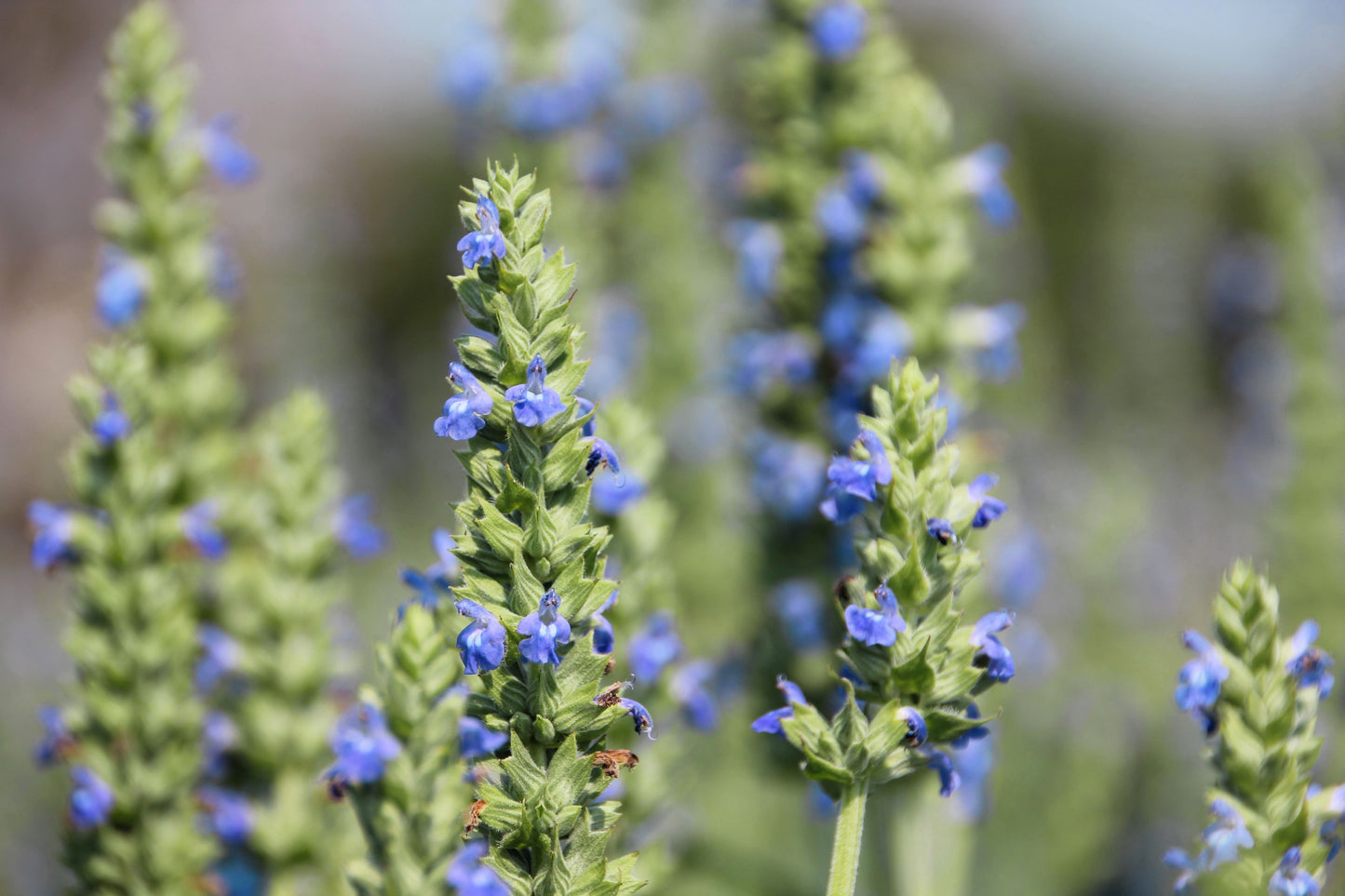 salvia hispanica seeds for planting 1000 CHIA SAGE / SALVIA Salvia Hispanica Flower Seeds – Seedville USA
