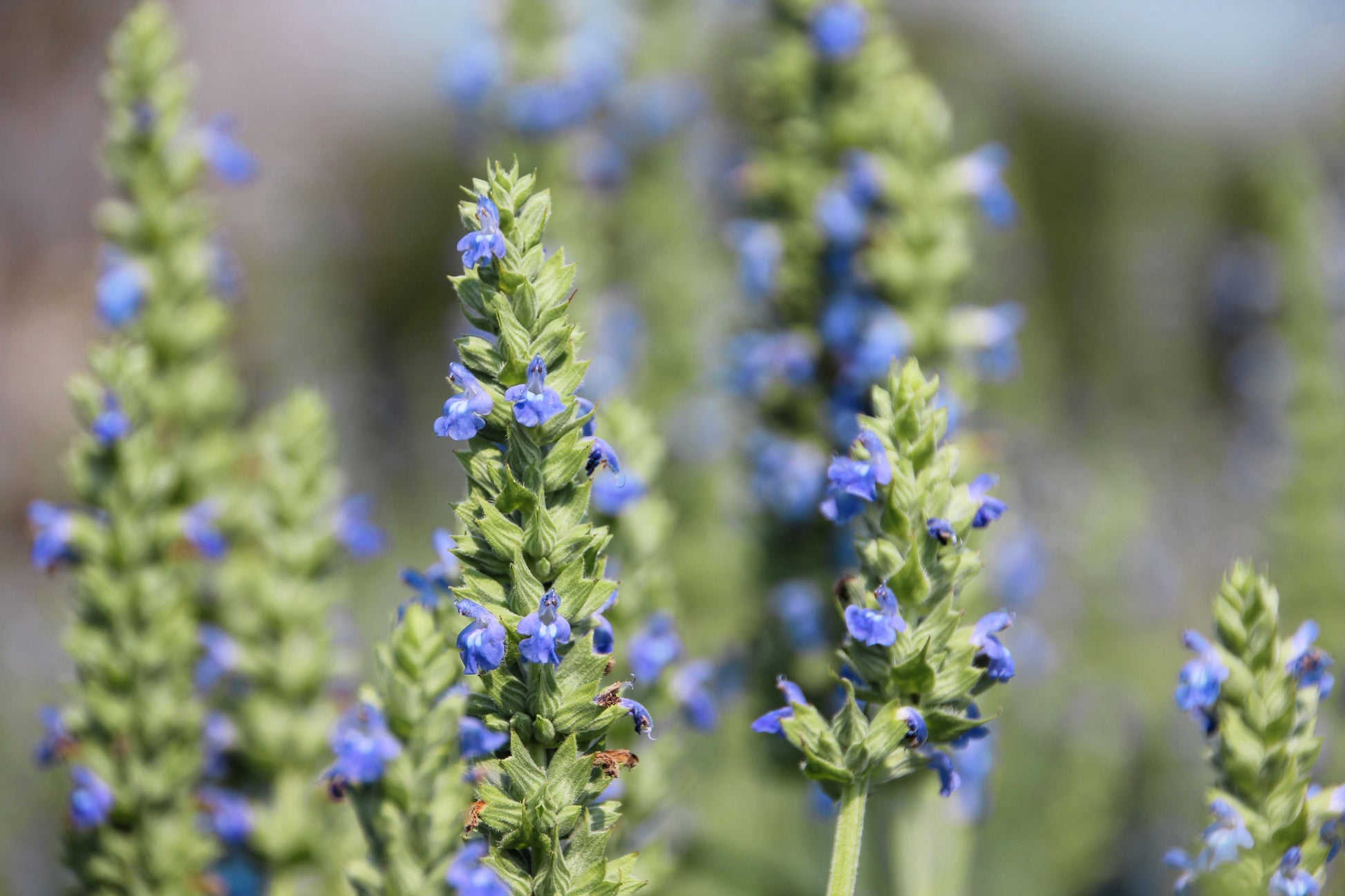 chia seed plant flower 1000 CHIA SAGE / SALVIA Salvia Hispanica Flower Seeds