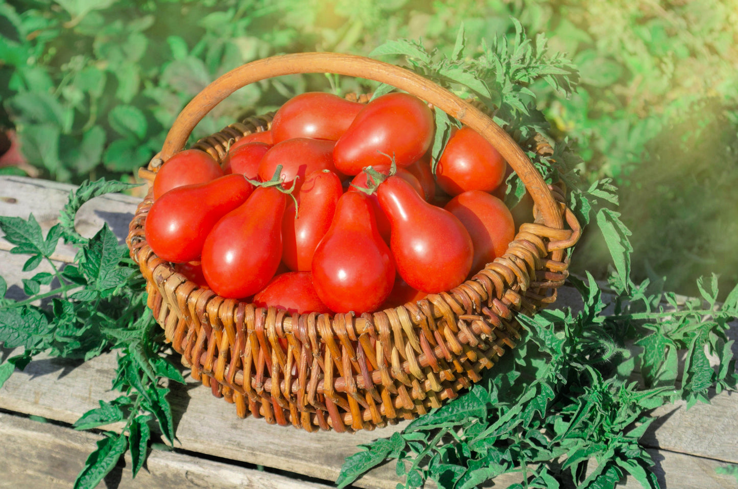 100 RED PEAR TOMATO Lycopersicon Heirloom Indeterminate Fruit Vegetable Seeds