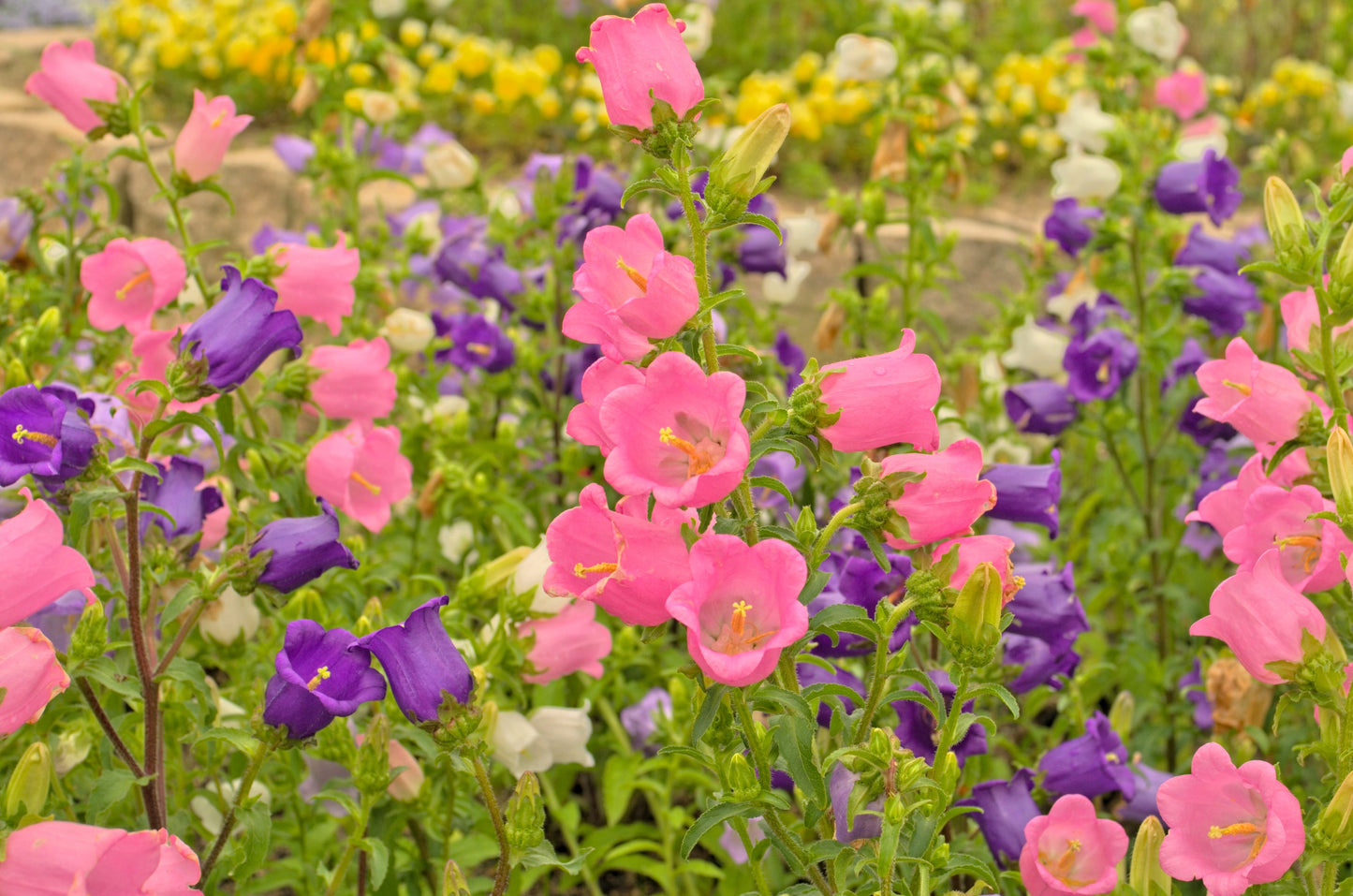 100 MIXED CANTERBURY BELLS - Crown Mix Campanula Medium Flower Seeds