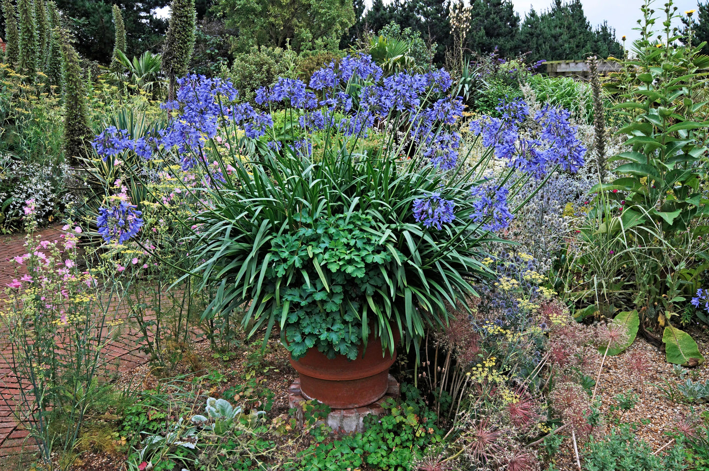 25 BLUE LILY of the NILE Agapanthus Orientalis African Lily Flower Seeds