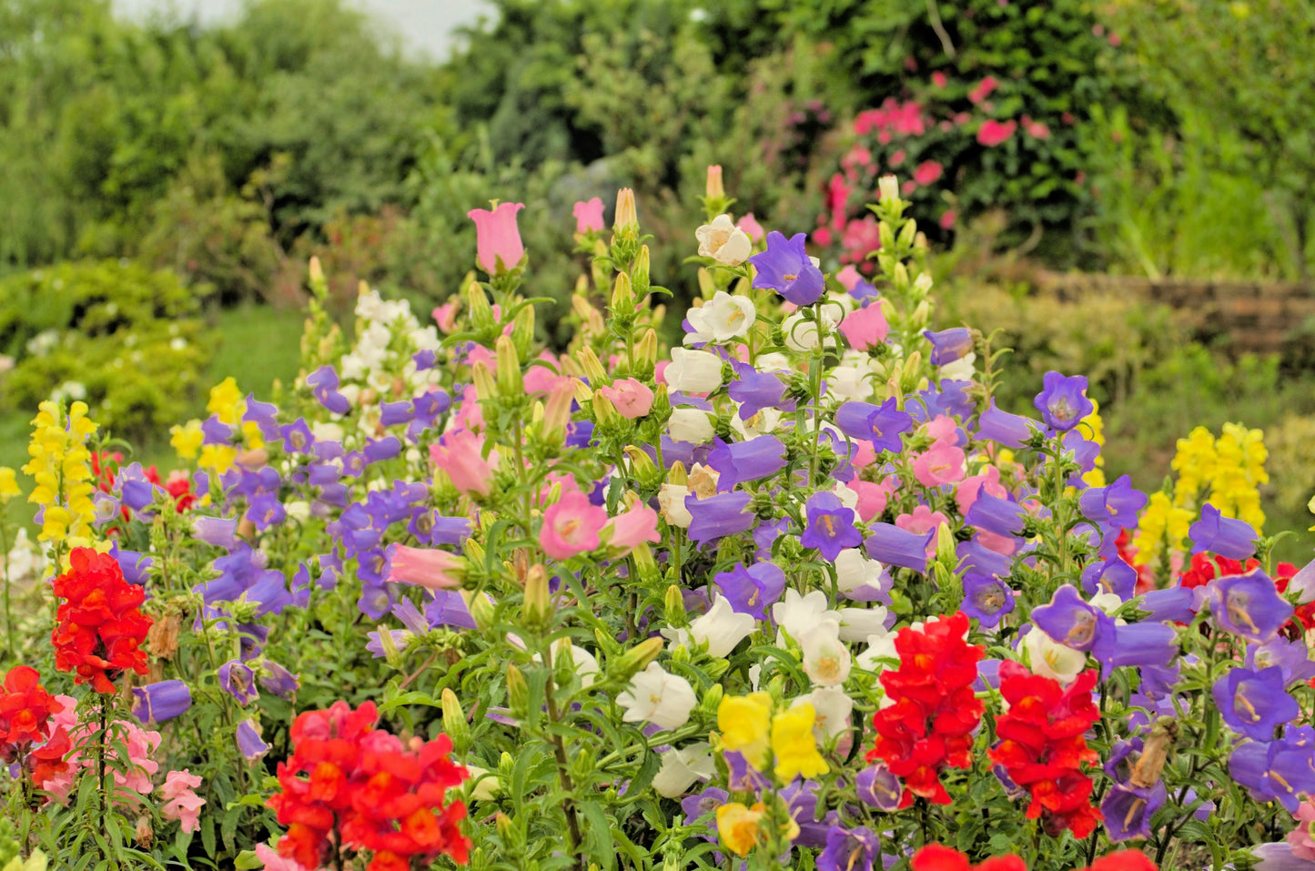 100 MIXED CANTERBURY BELLS - Crown Mix Campanula Medium Flower Seeds