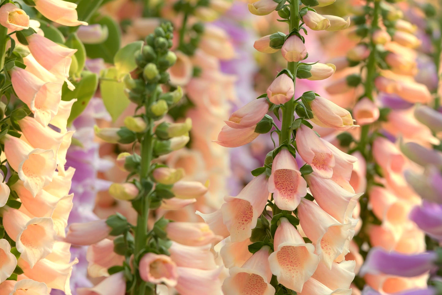 250 APRICOT BEAUTY FOXGLOVE Digiitalis Purpurea Flower Seeds