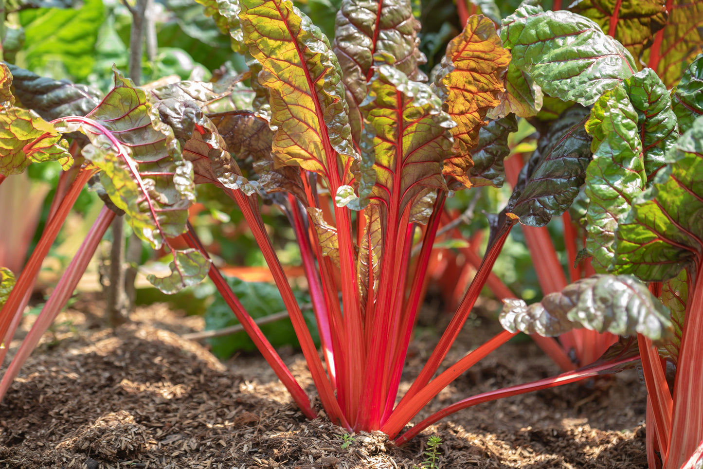 300 RUBY RED SWISS CHARD (Perpetual Spinach) Beta Vulgaris Cicla Vegetable Seeds