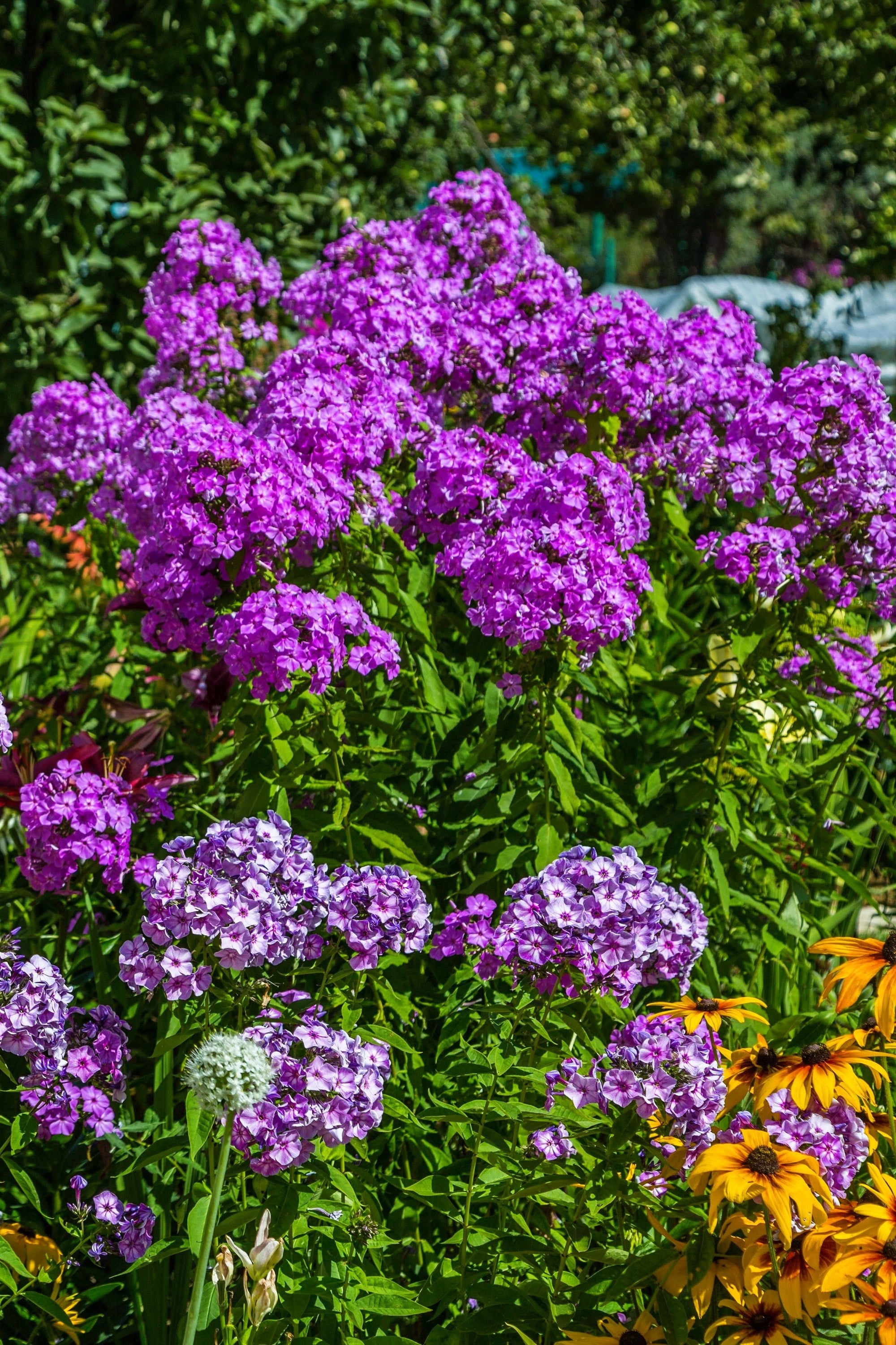 Seedville Phlox Paniculata - Thumbnail 4