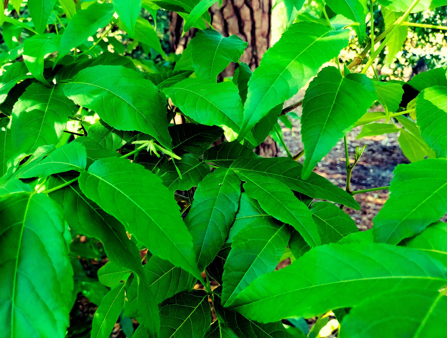 5 MEXICAN BUCKEYE Ungnadia Speciosa Shrub Tree Pink Purple Fragrant Flower Seeds