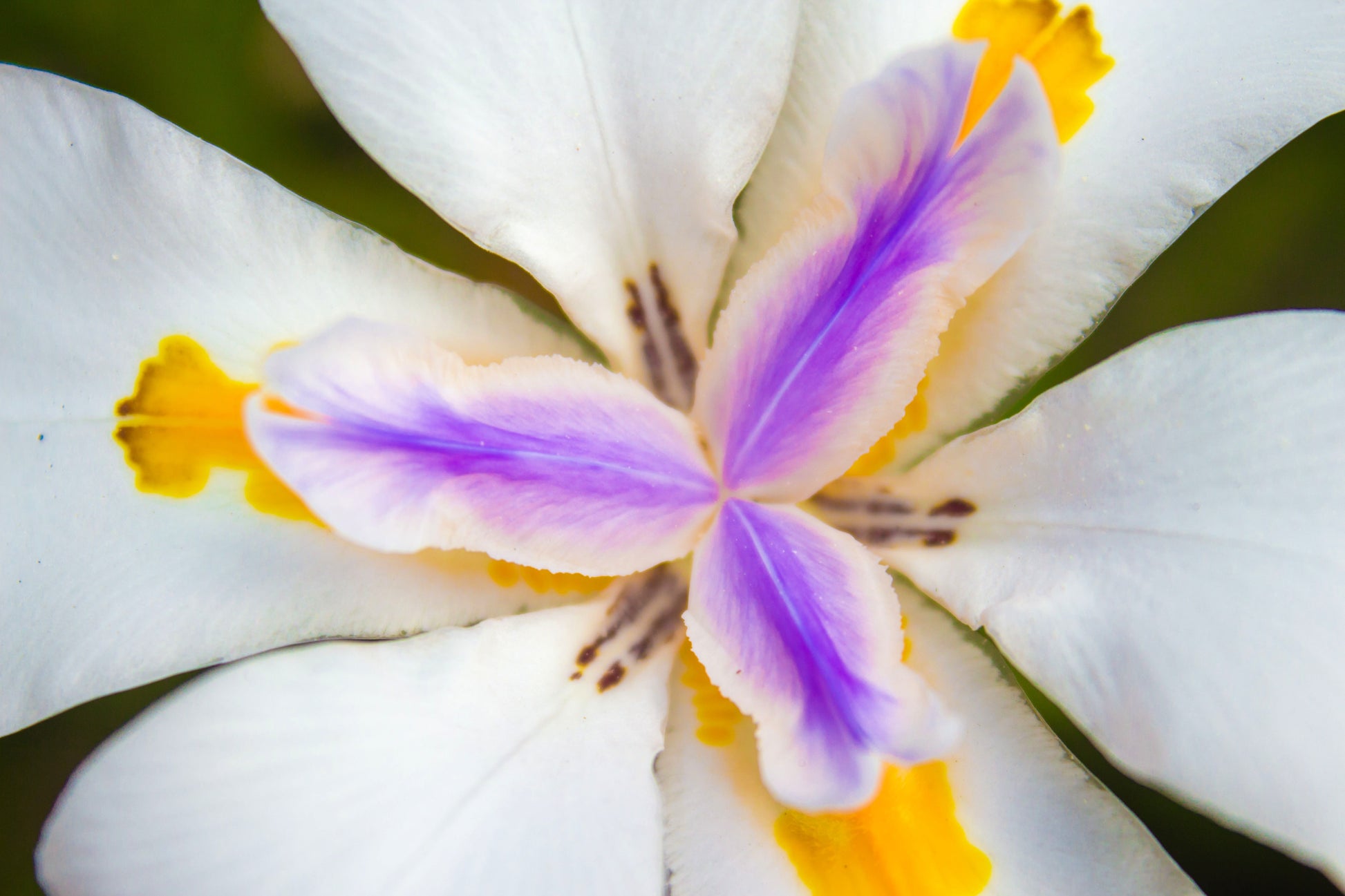 white fortnight lily 25 WHITE AFRICAN IRIS Fortnight Lily Dietes Iridioides Vegeta aka Cape or Butterfly Iris Yellow Purple Flower Seeds