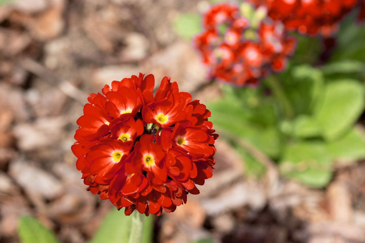30 RED DRUMSTICK PRIMROSE Primula Denticulata Himalayan Moist Flower Seeds