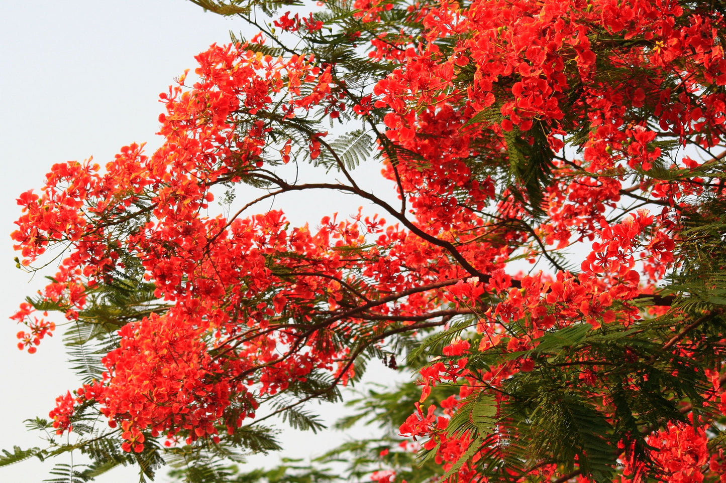 10 ROYAL POINCIANA TREE Delonix Regia aka Red Flame Flamboyant Tree Peacock Flower Seeds