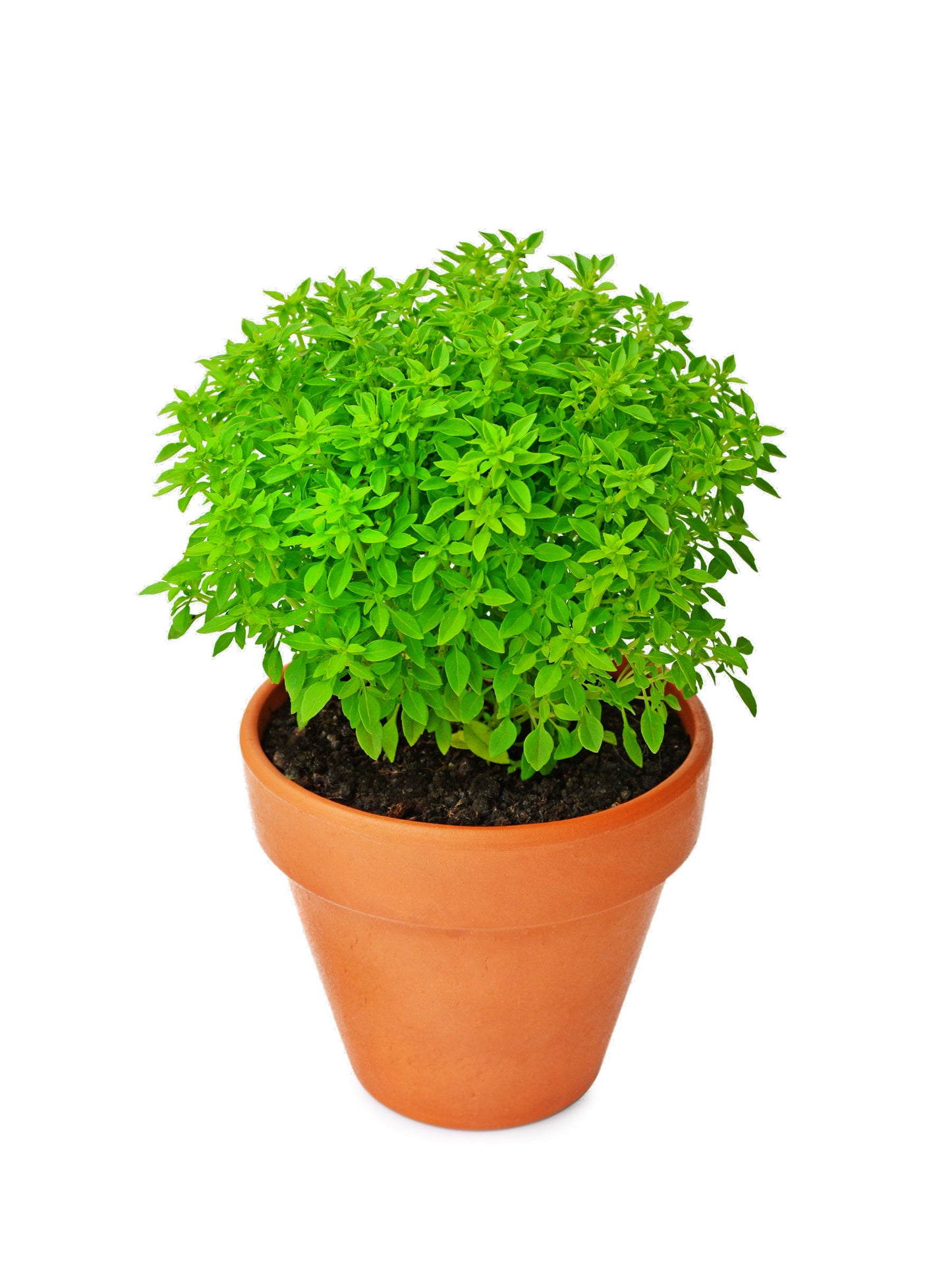 500 DWARF GREEK BASIL Ocimum Basilicum Fragrant Spicy Small Bright Green Leaf Herb Seeds