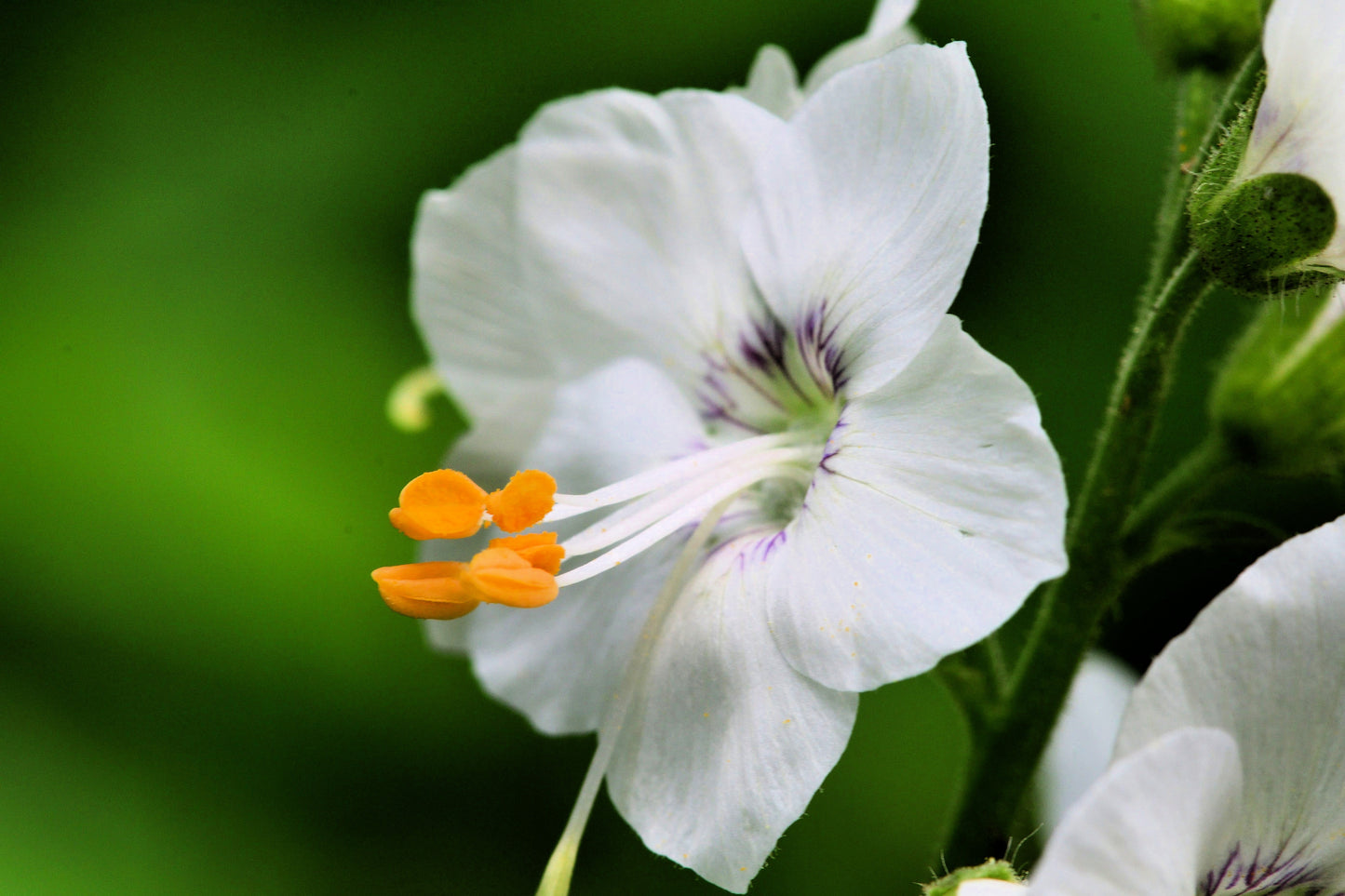 50 WHITE Polemonium Caeruleum JACOB'S LADDER Flower Seeds