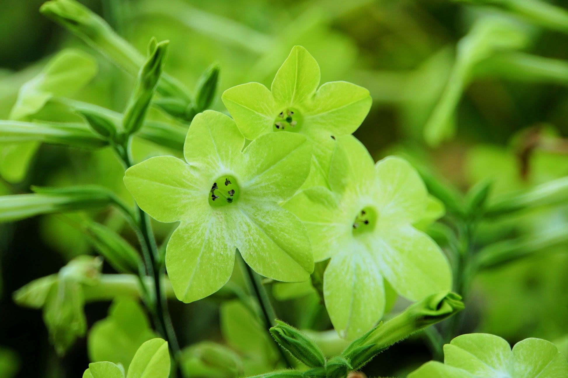 green flowering tobacco 100 LIME GREEN NICOTIANA Alata Flowering Tobacco Seeds green flowering tobacco 100 LIME GREEN NICOTIANA Alata Flowering Tobacco Seeds
