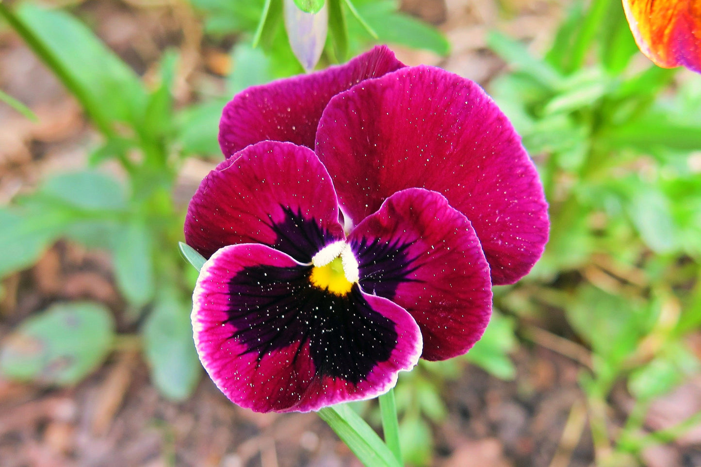 50 RASPBERRY BLOTCH PANSY Swiss Giant Viola Wittrockiana Pink Flower Seeds