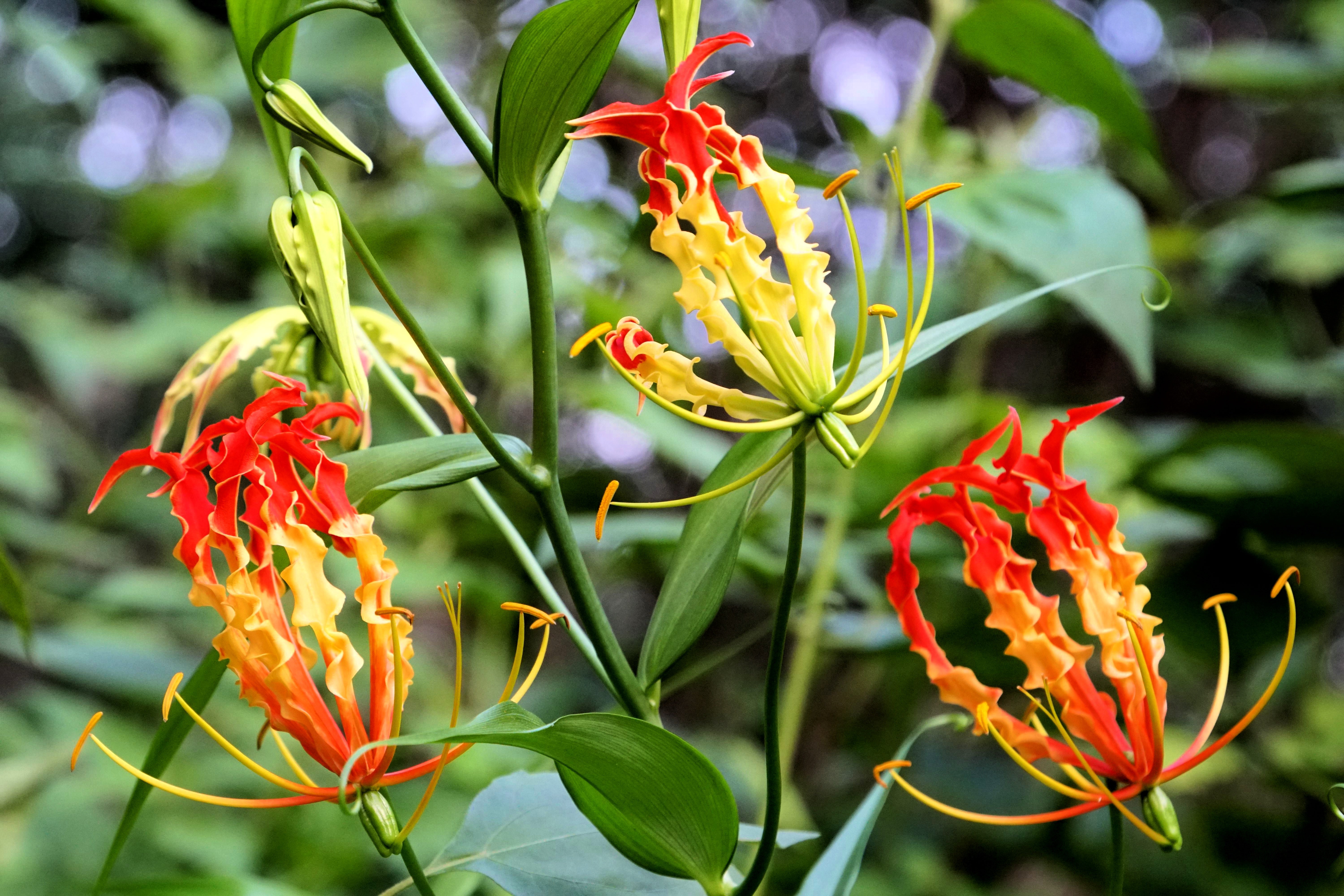 10 RED GLORIOSA LILY Flame Lily Gloriosa Superba Red & Yellow