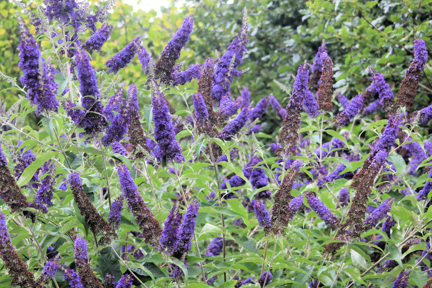 50 Dark PURPLE BUTTERFLY BUSH Buddleia Davidii Hummingbird Shrub Fragrant Flower Seeds