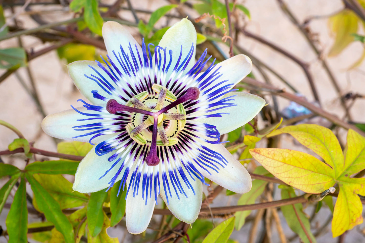 10 Blue Crown PASSION FLOWER / Passion FRUIT Passiflora Caerulea Orange Fruit Vine Seeds