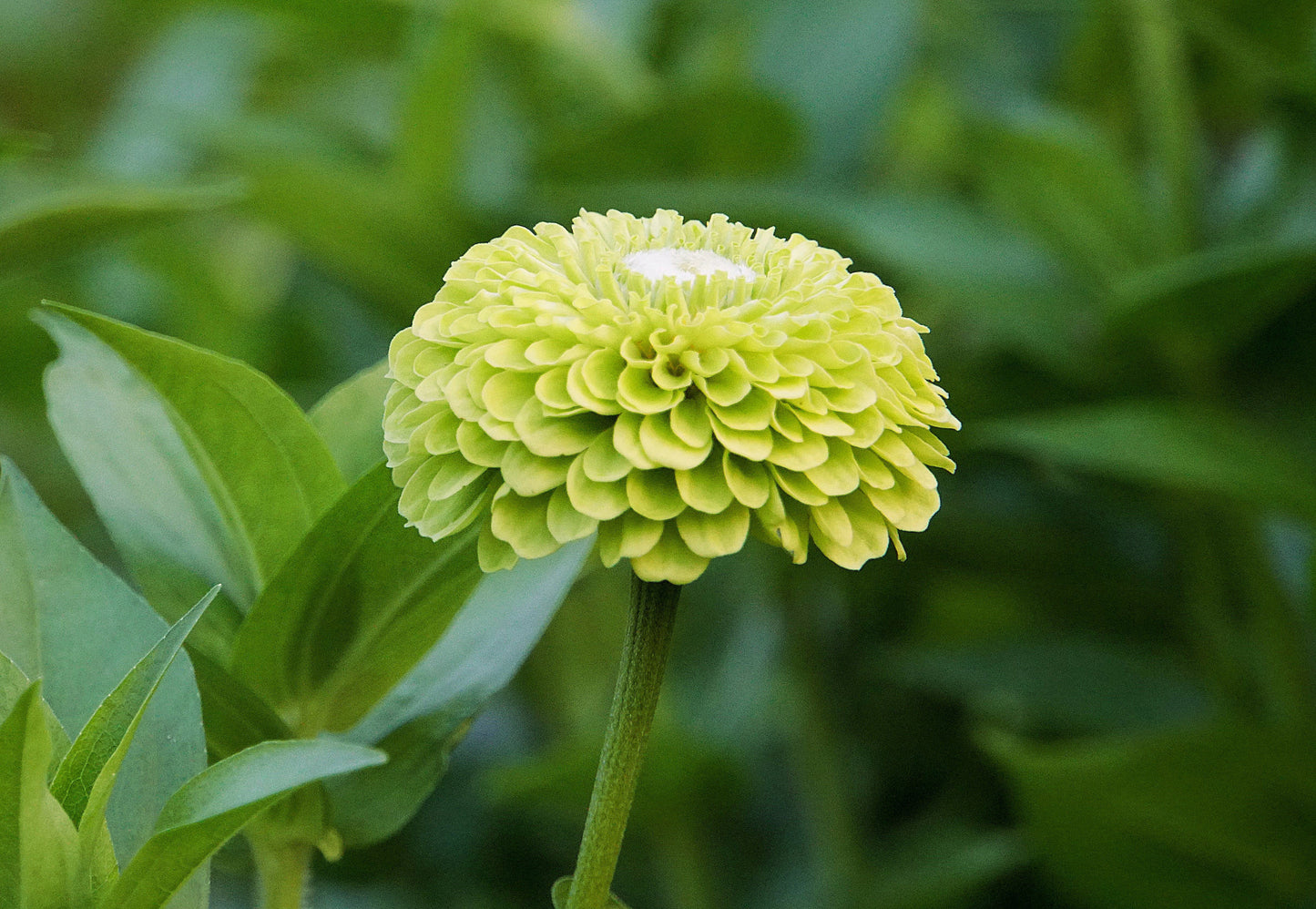 250 GREEN ENVY ZINNIA Elegans Heirloom Chartreuse Double Flower Seeds