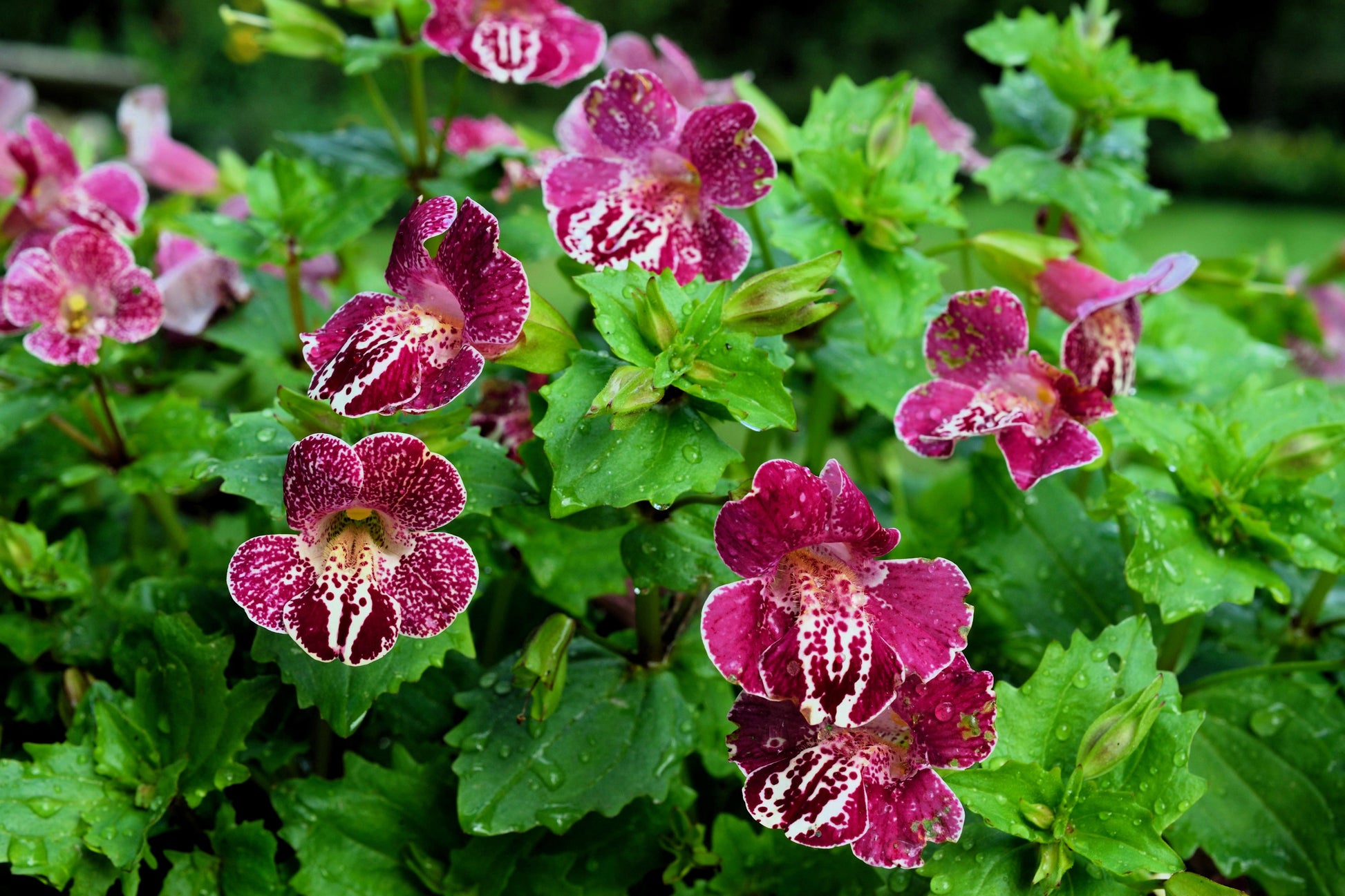 amazing purple tiger face flower seeds 250 TIGER MONKEY Mixed Colors Mimulus Tigrinus Flower Seeds