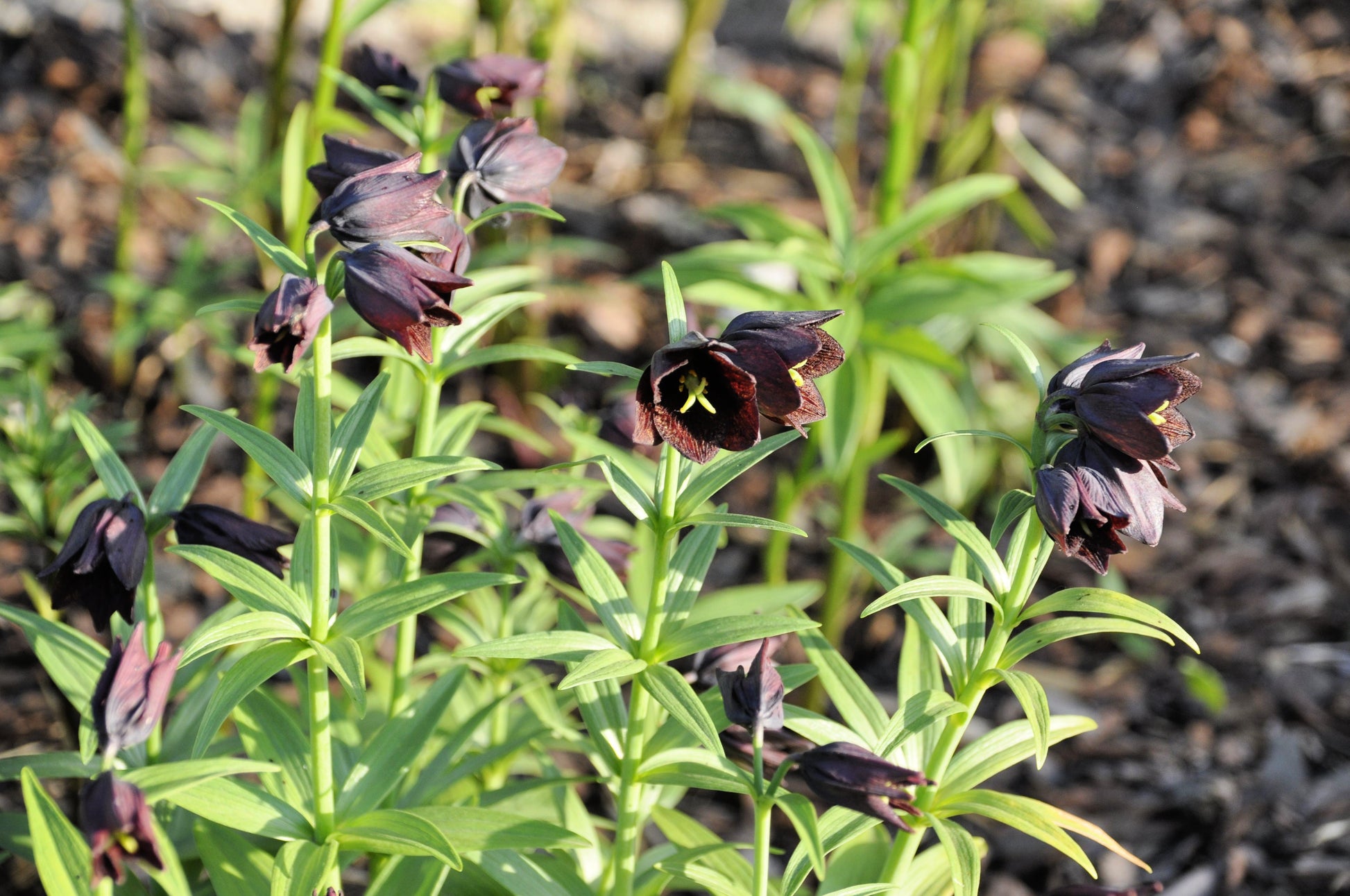 chocolate lily flower essence 10 CHOCOLATE LILY Black Kamchatka Brown Fritillaria Camschatcensis Flower Seeds