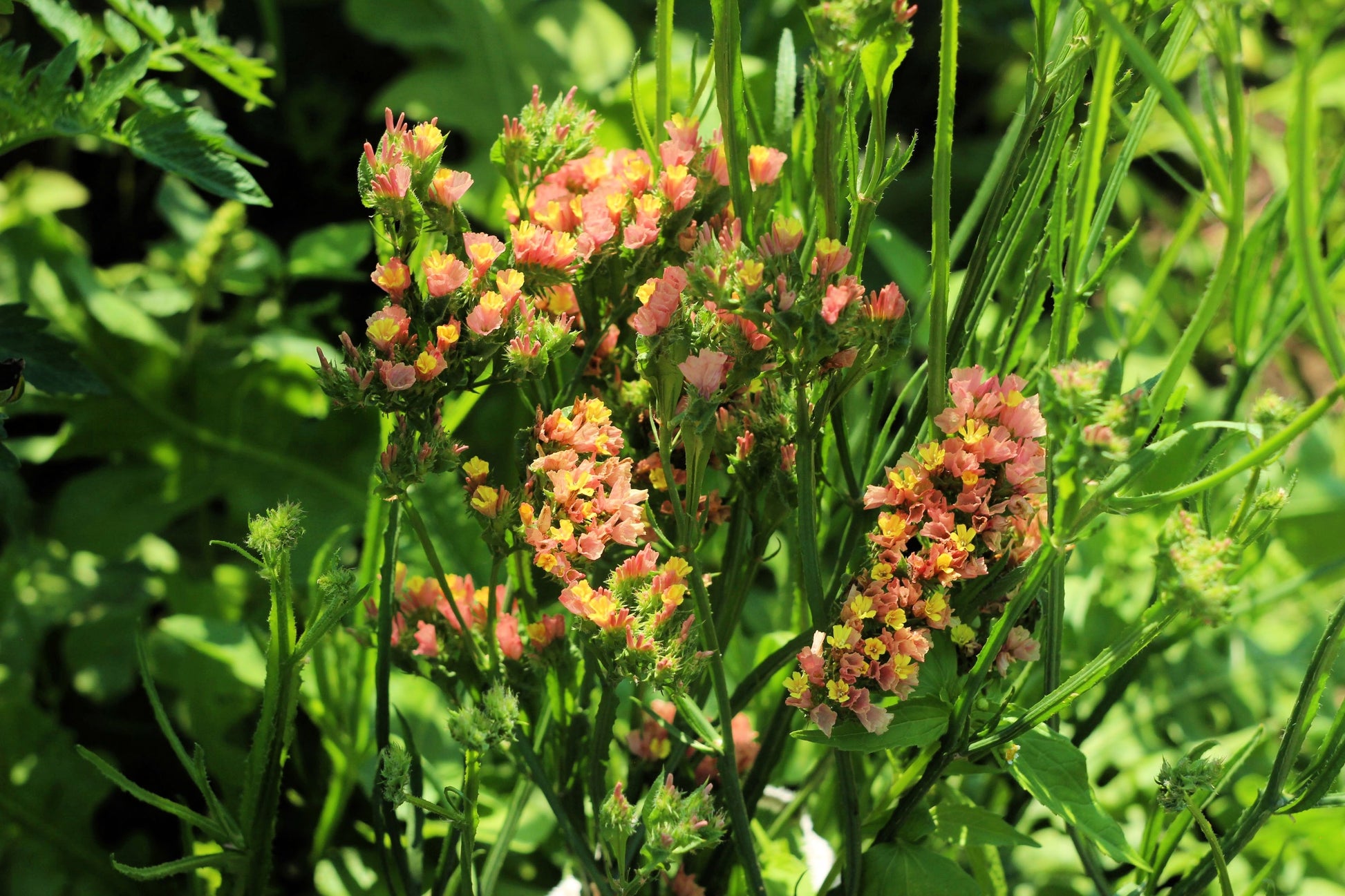 sea lavender seeds 50 APRICOT BEAUTY STATICE Limonium Sinuatum Sea Lavender Flower Seeds