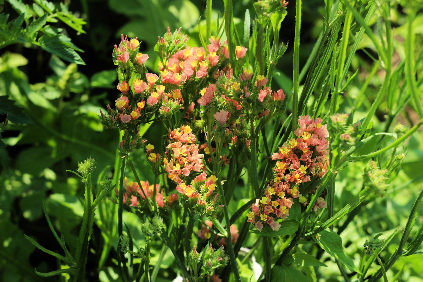 50 APRICOT BEAUTY STATICE Limonium Sinuatum Flower Seeds