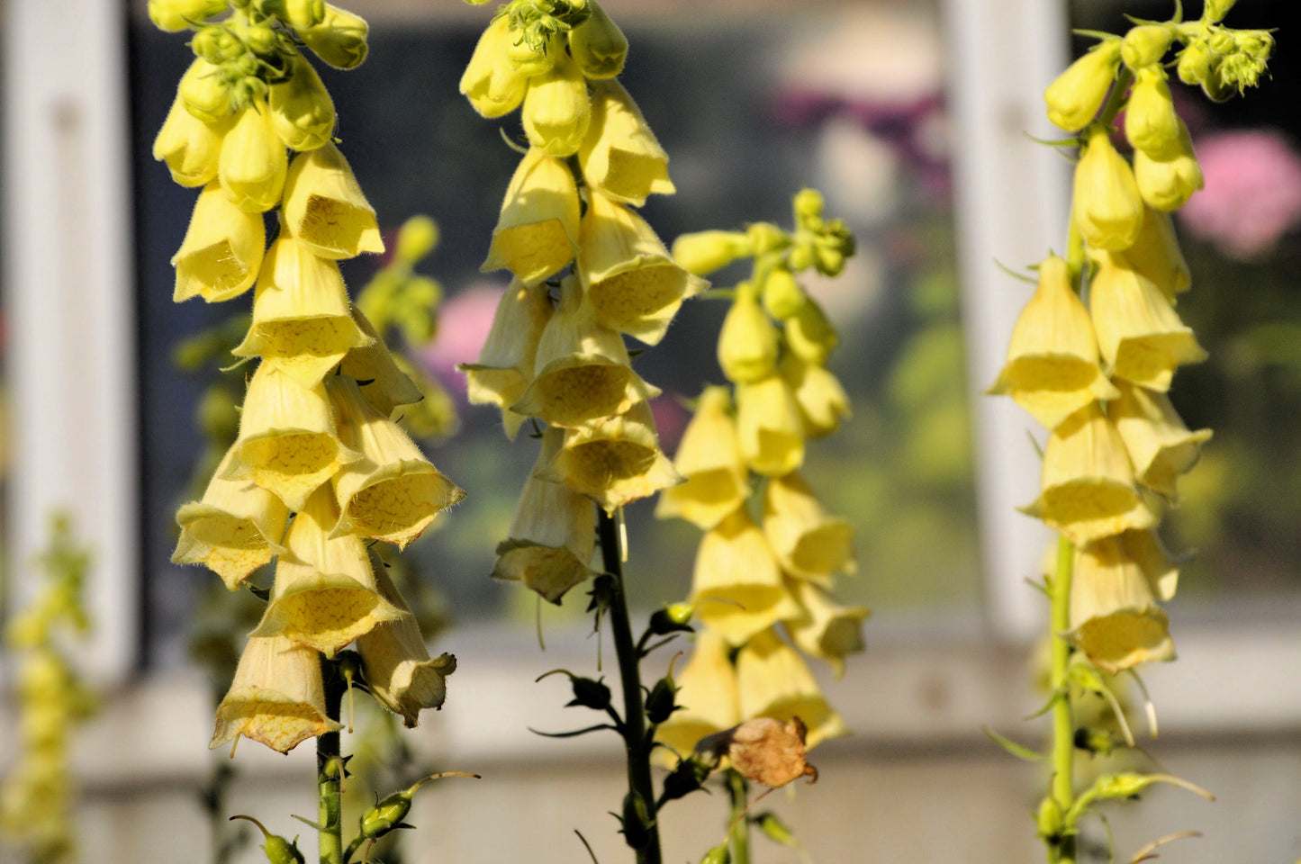 100 YELLOW FOXGLOVE Digitalis Grandiflora Sun or Shade Pollinator aka Large Foxglove or Big-Flowered Foxglove - Flower Seeds