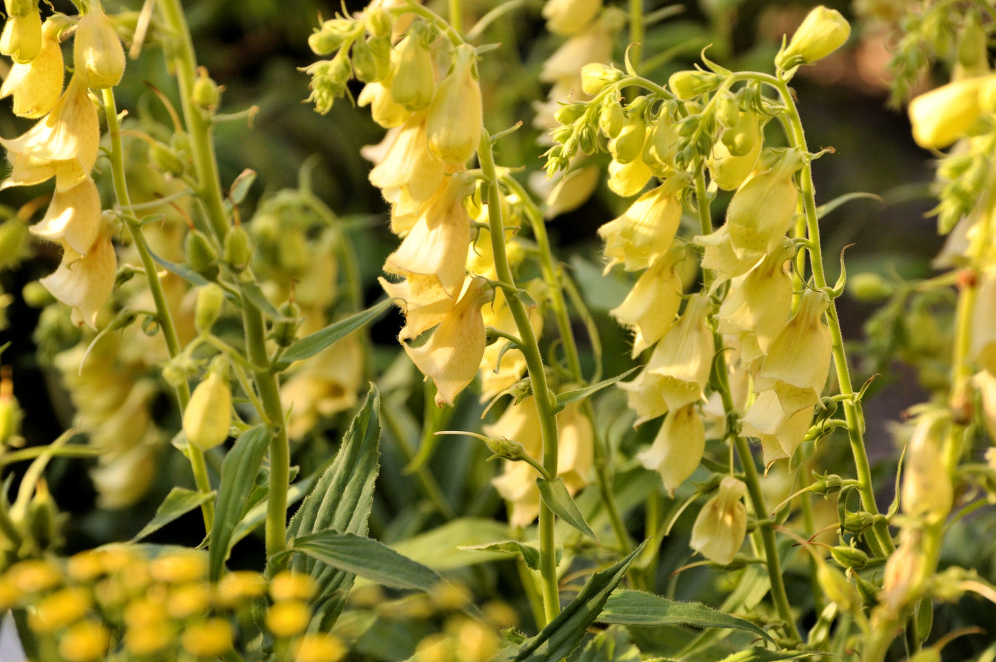 100 YELLOW FOXGLOVE Digitalis Grandiflora Sun or Shade Pollinator aka Large Foxglove or Big-Flowered Foxglove - Flower Seeds