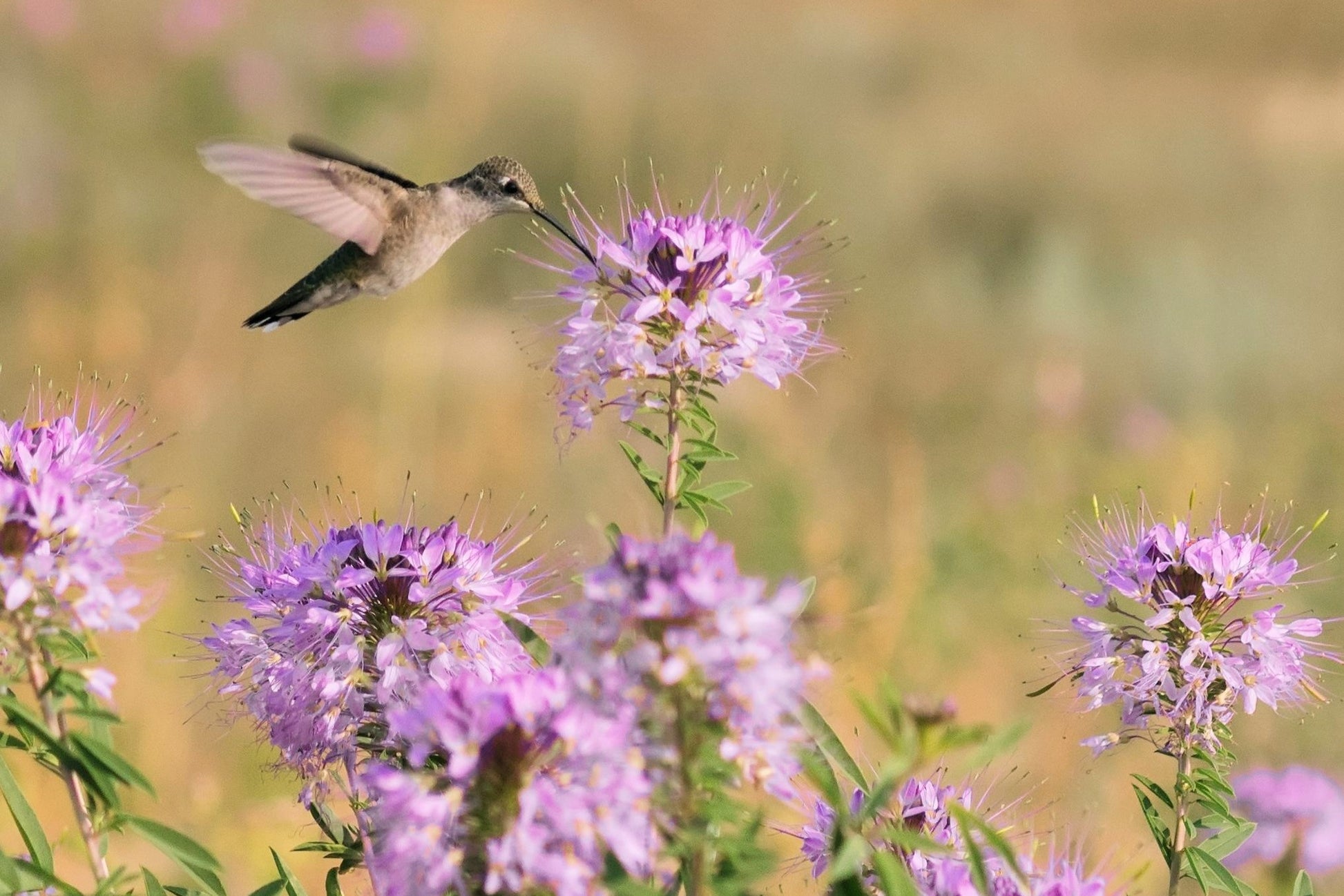 plant cleome seeds 100 Rocky Mountain BEE PLANT Cleome Serrulata Flower Seeds – Seedville USA