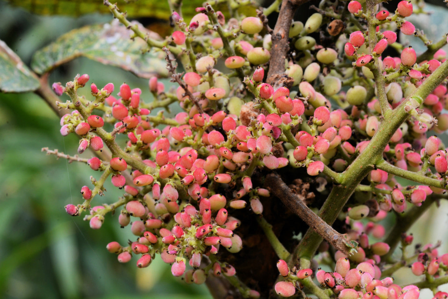 30 CHINESE SUMAC TREE Nutgall White Flowers Red Berries Rhus Chinensis Seeds