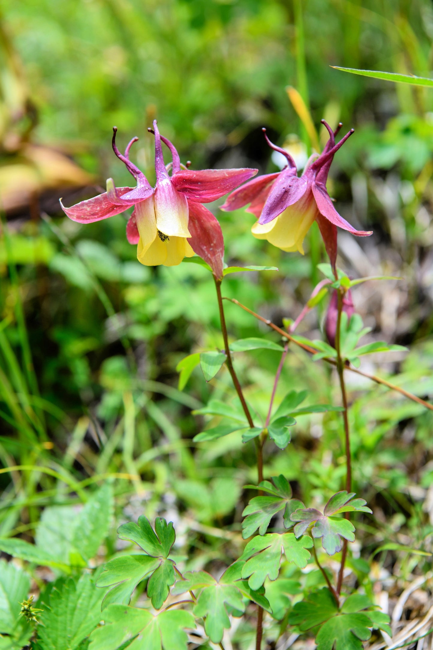 100 ORIENTAL COLUMBINE Plum & White Aquilegia Vulgaris Flower Seeds