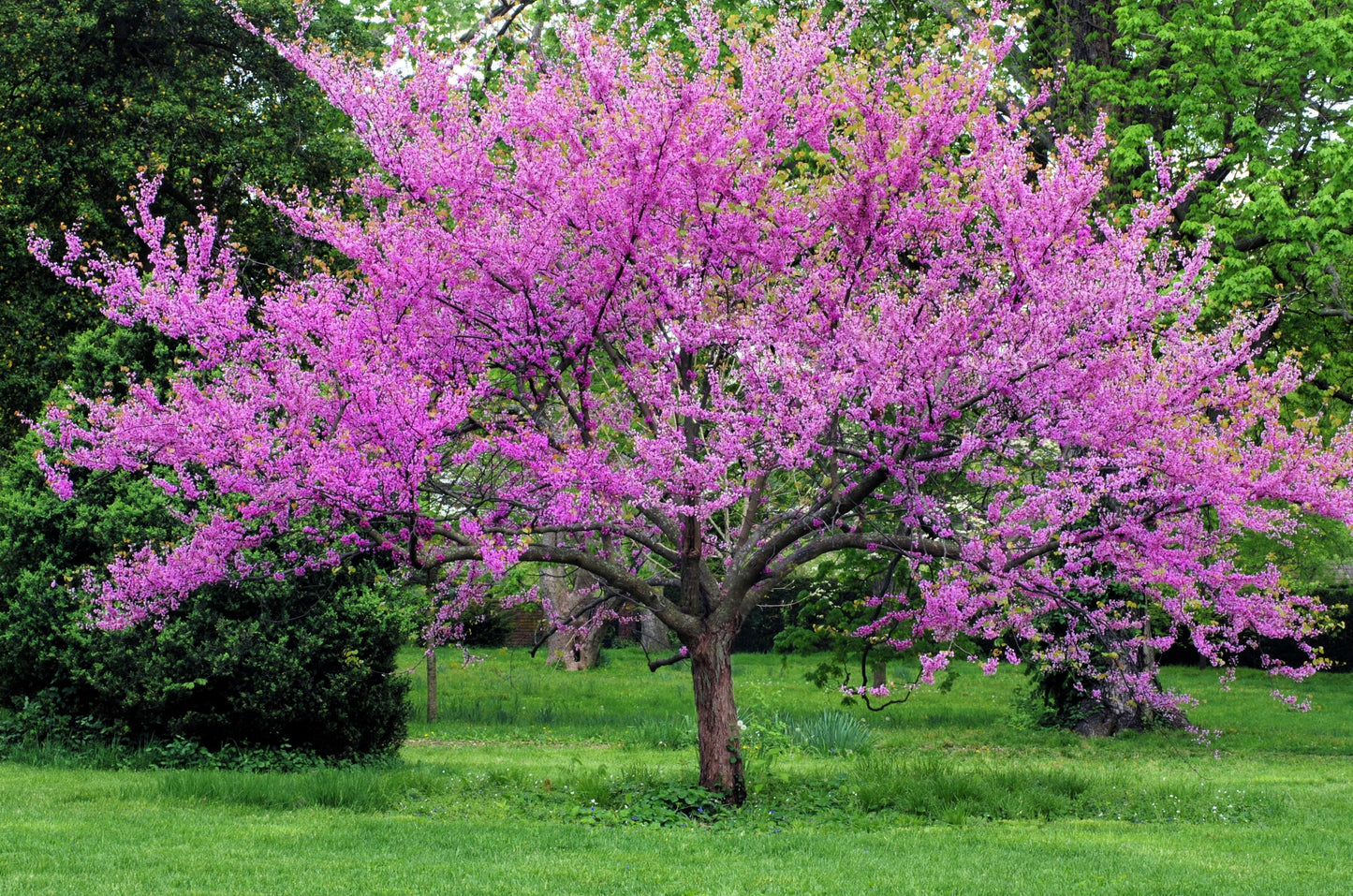 40 GIANT REDBUD TREE Cercis Gigantea Pink Purple Flower Seeds