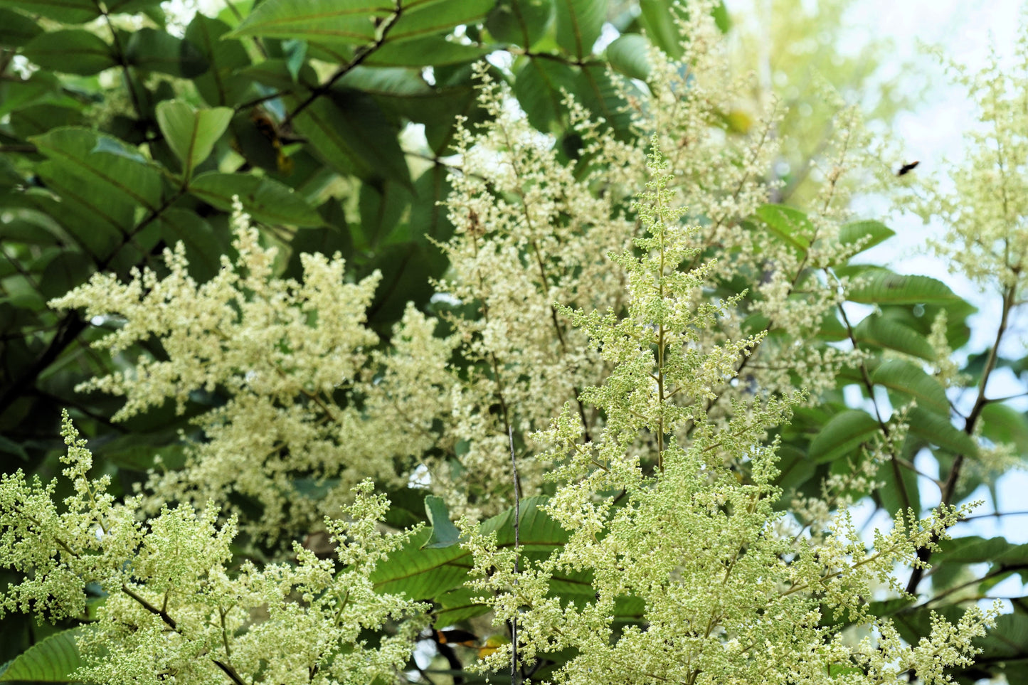 30 CHINESE SUMAC TREE Nutgall White Flowers Red Berries Rhus Chinensis Seeds