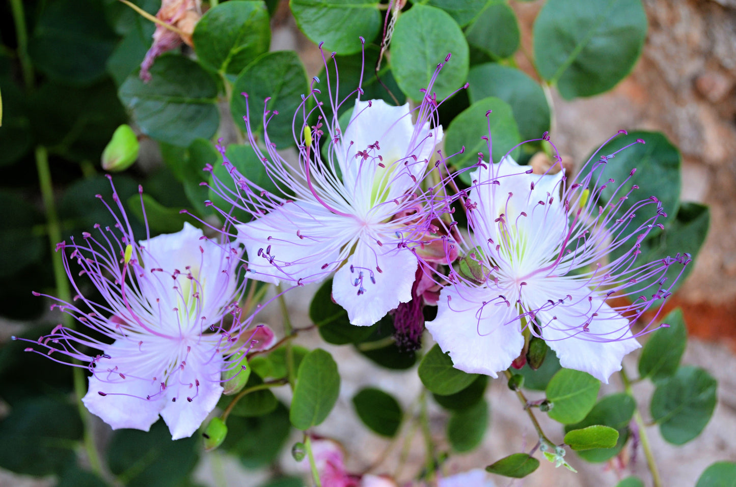 20 CAPER BUSH Edible Capers Flinders Rose Flower Capparis Spinosa Shrub Seeds