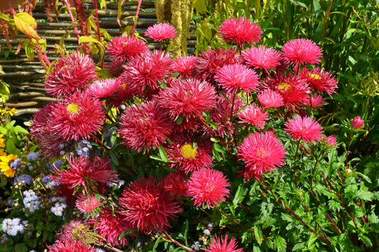 250 Double RED CHINA ASTER Callistephus Chinensis Flower Seeds