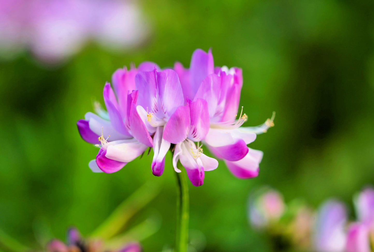 50 MILK VETCH Astragalus Sinicus Pink Purple Flower Ground Cover Legume Seeds