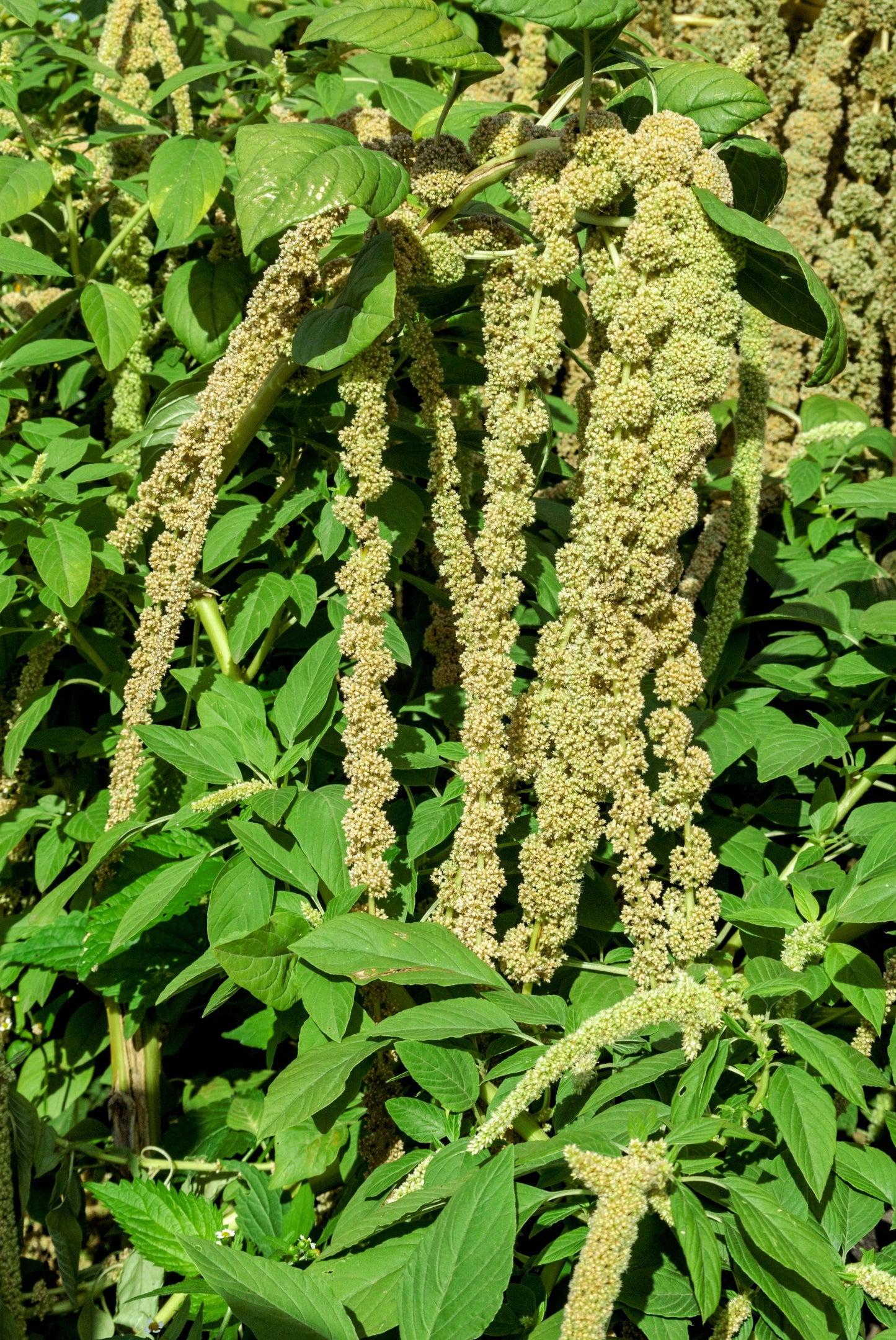 150 AMARANTHUS GREEN TAILS Amaranthus Caudatus Flower Seeds