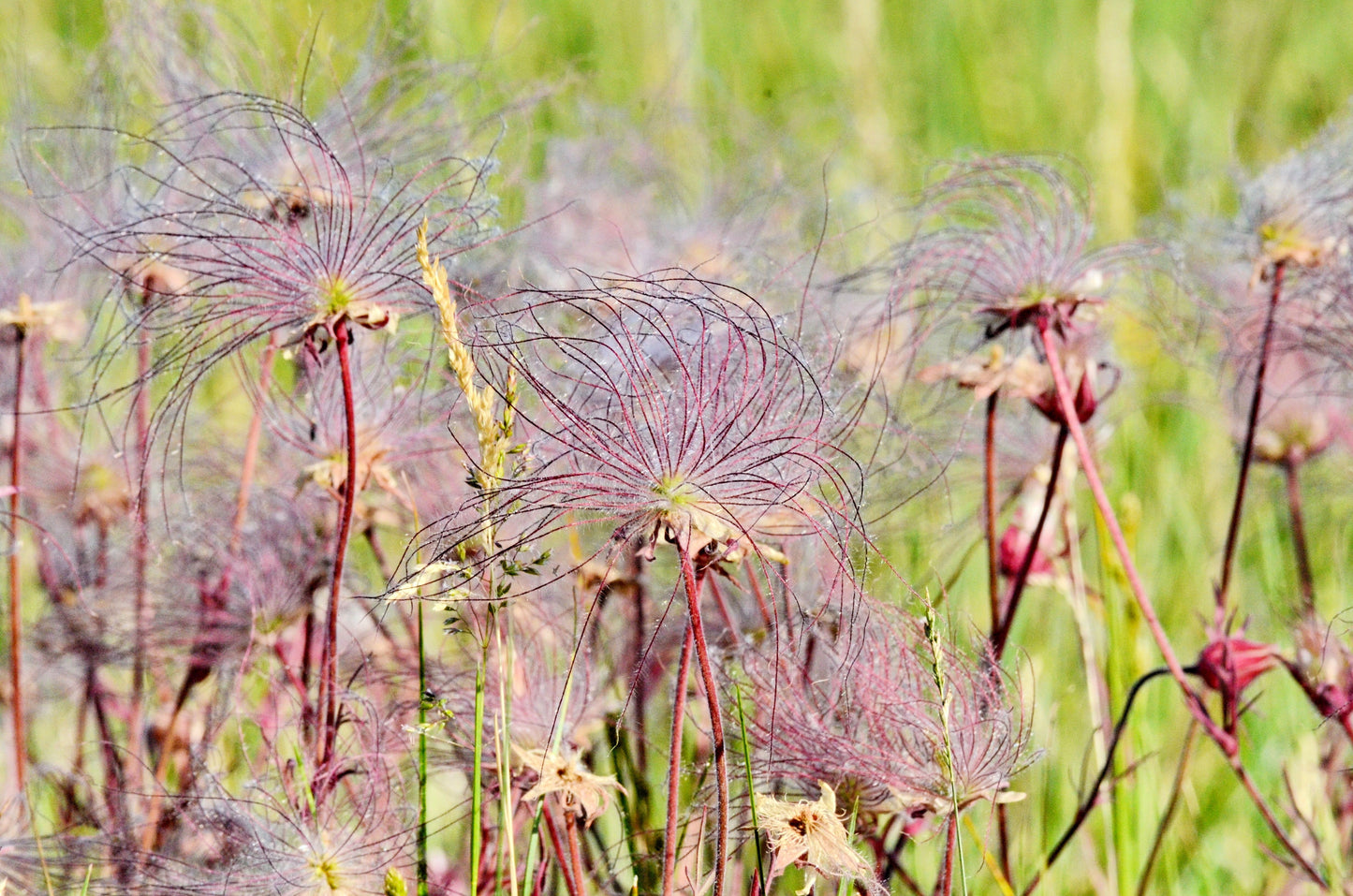 25 PRAIRIE SMOKE Geum Triflorum Purple Prairie Avens Pink Flower Seeds