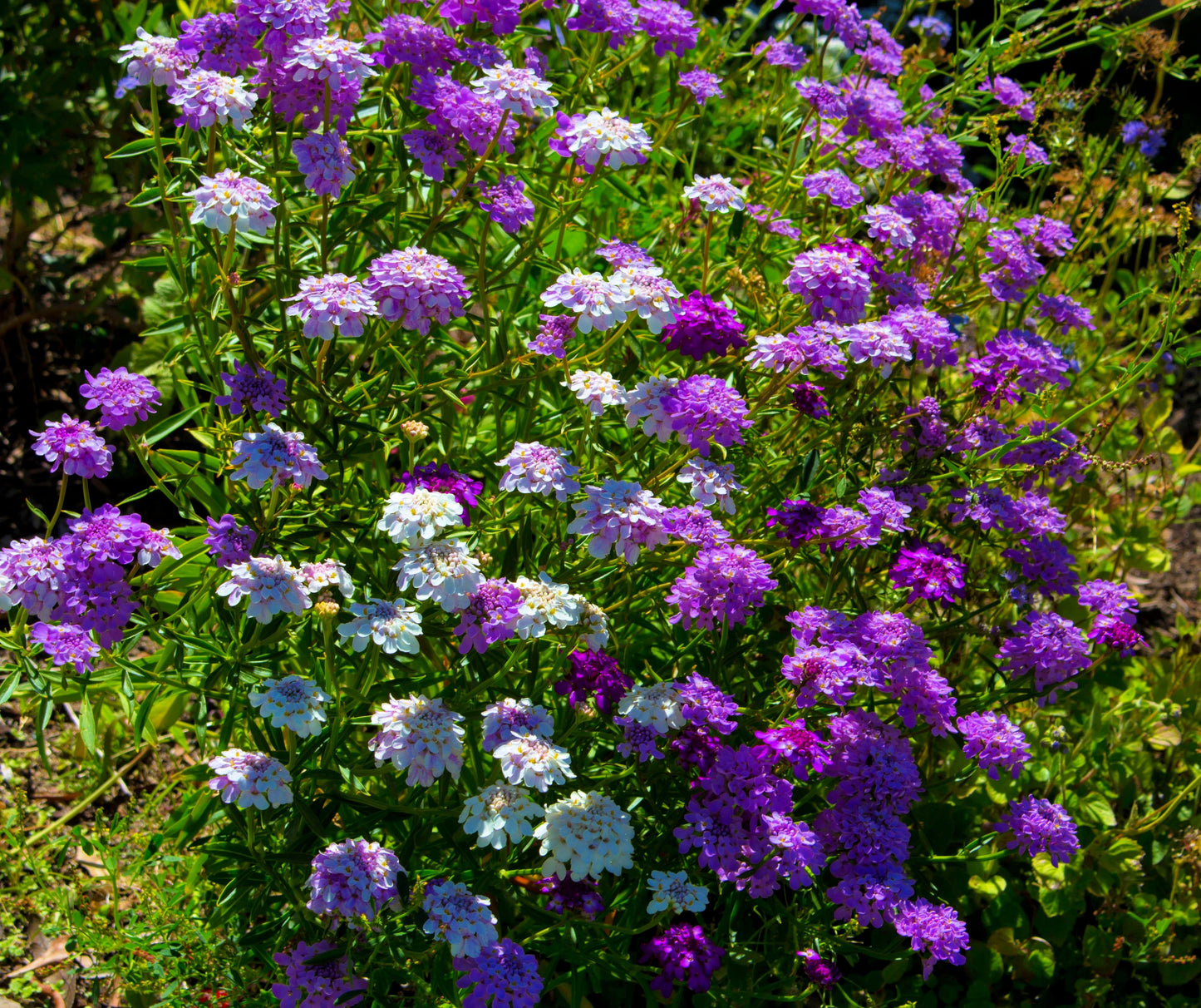 2000 TALL MIX CANDYTUFT Iberis Umbellata Mixed Colors Ground Cover Flower Seeds