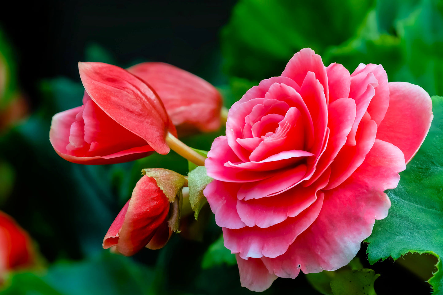 10 BRIGHT PINK DOUBLE BEGONIA Tuberosa Tuberous Begonia Shade Flower Seeds