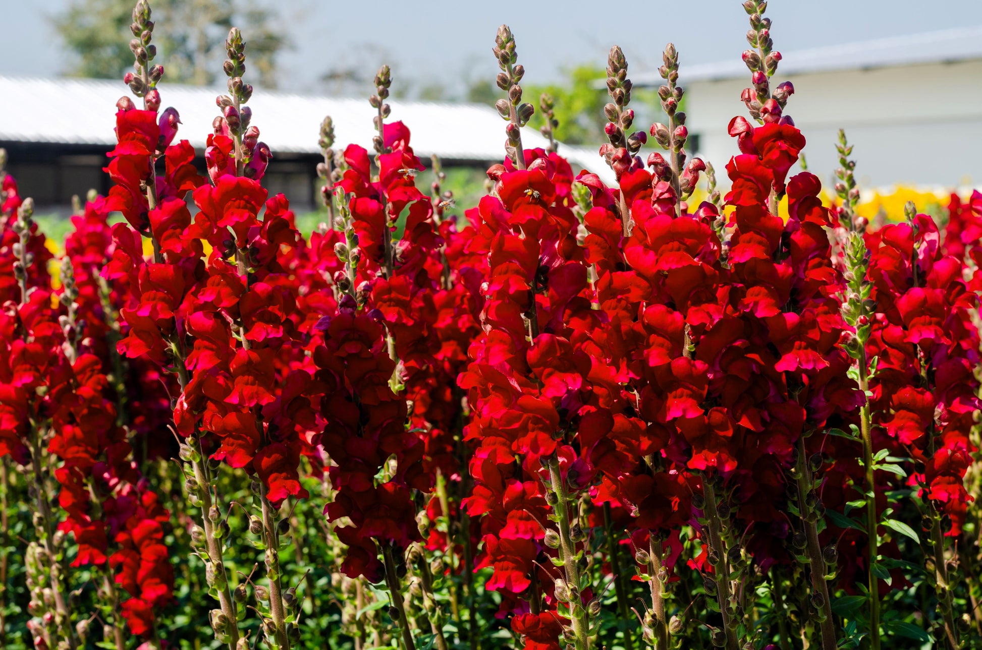 dragon flower seeds 250 RUBY RED SNAPDRAGON Antirrhinum Majus Flower Seeds