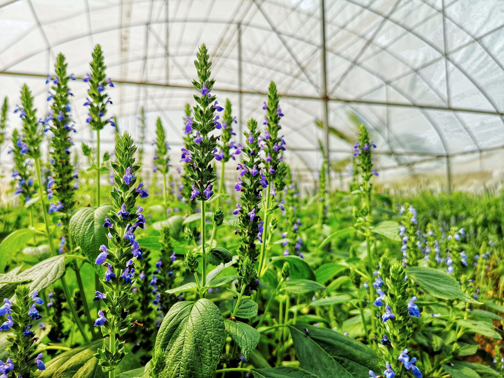 salvia hispanica seeds for planting 1000 CHIA SAGE / SALVIA Salvia Hispanica Flower Seeds – Seedville USA
