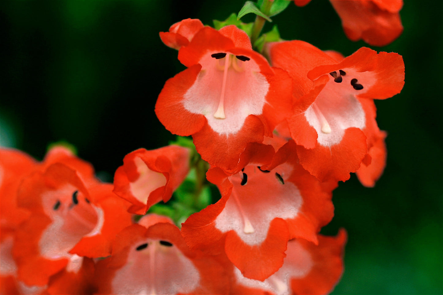 10 SCARLET PENSTEMON Hartwegii Beardtongue Red & White Flower Seeds