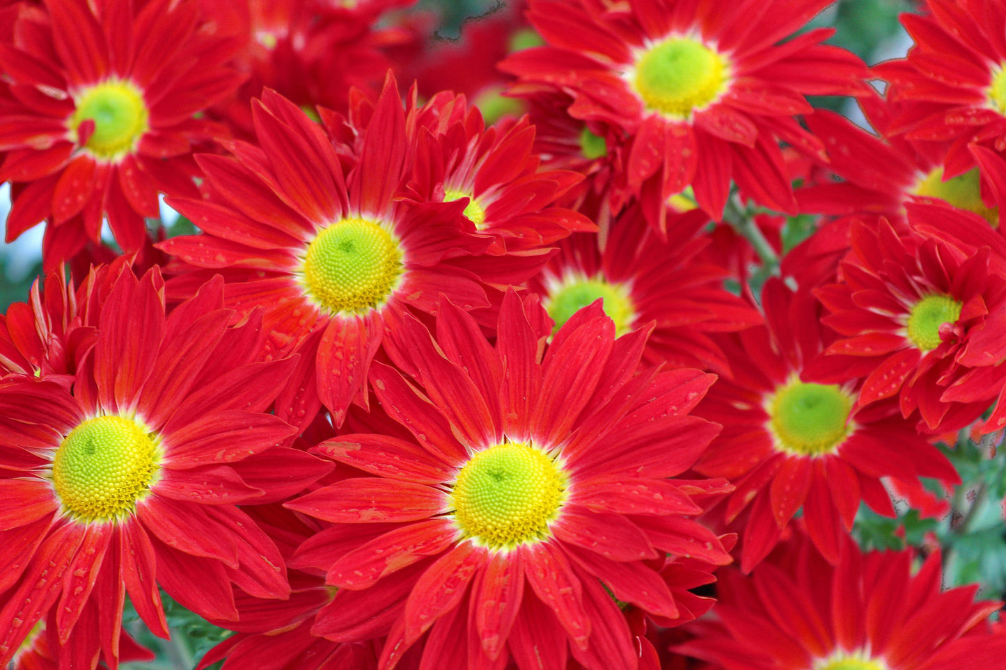 100 RED ROBINSONS DAISY Painted Chrysanthemum Coccineum Pyrethrum Flower Seeds