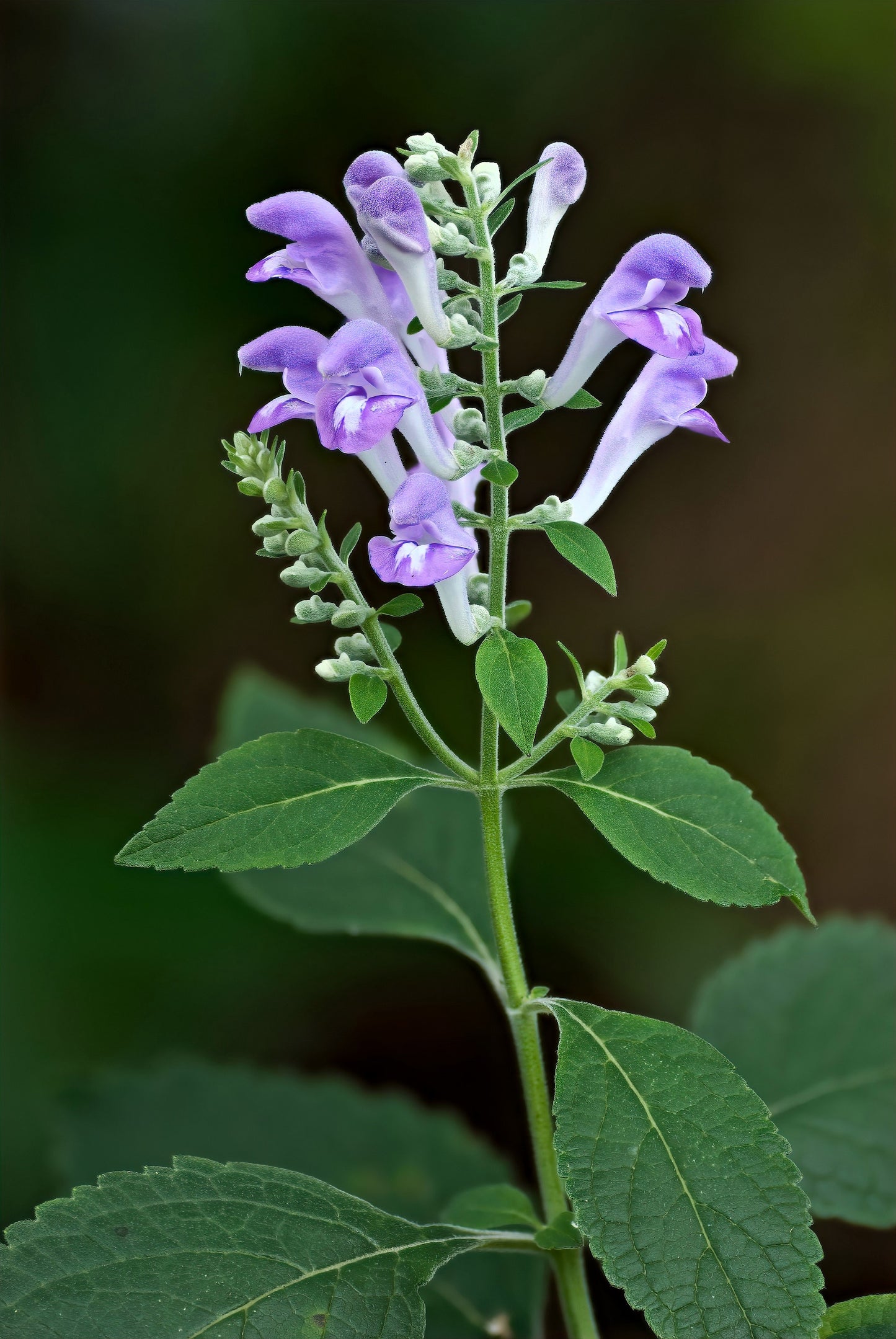 100 HOARY / DOWNY SKULLCAP Scutellaria Incana Flower Seeds