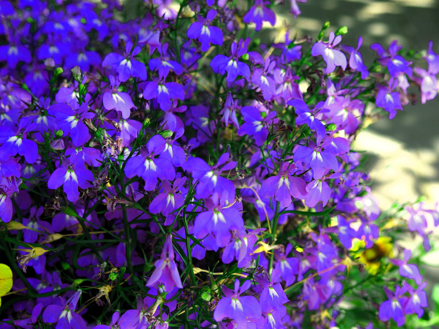 200 Lavender & White MRS CLIBRAN LOBELIA Erinus Flower Seeds