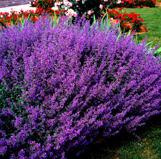 50 Blue CATMINT Nepeta Mussinii HERB Flower Seeds