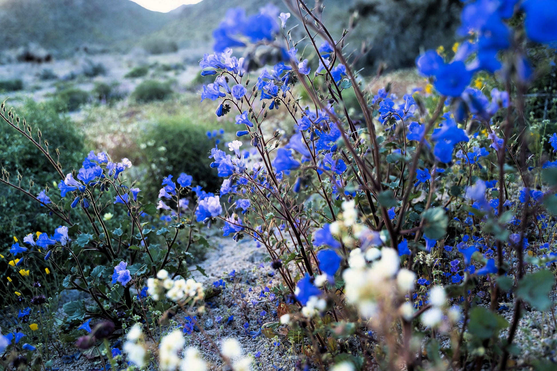 blue bell flower seeds 200 CALIFORNIA BLUEBELL (Wild Canterbury Bells / Desert Blue Bell) Phacelia Campanularia Flower Seeds
