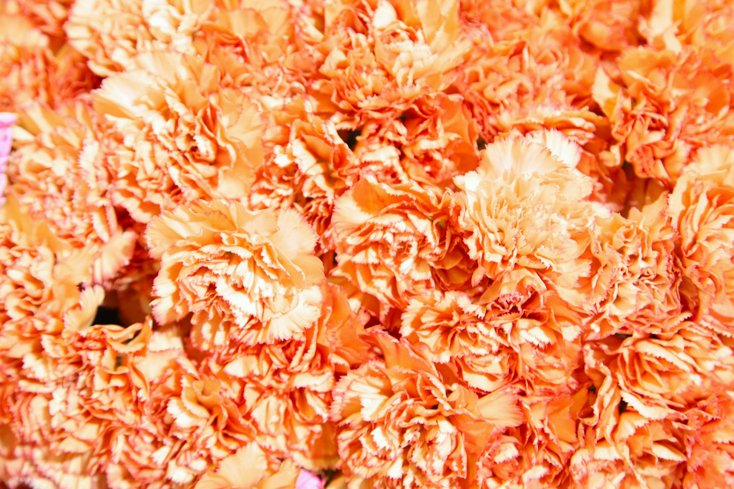 50 ORANGE CARNATION Dianthus Caryophyllus Chabaud Double Flower Seeds